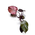 Philodendron Orange Princess (sp. 'Sunspot')