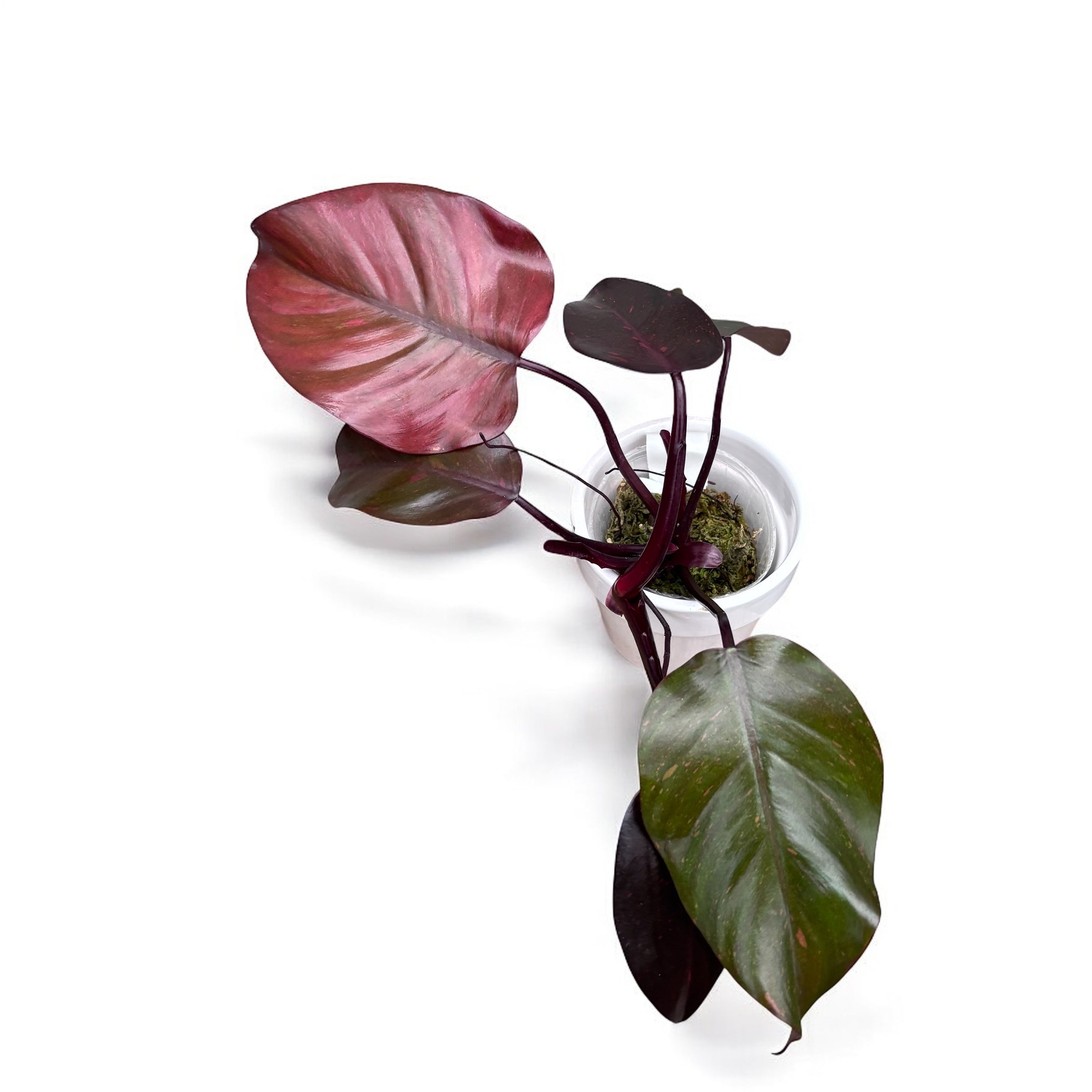 Philodendron Orange Princess (sp. 'Sunspot')