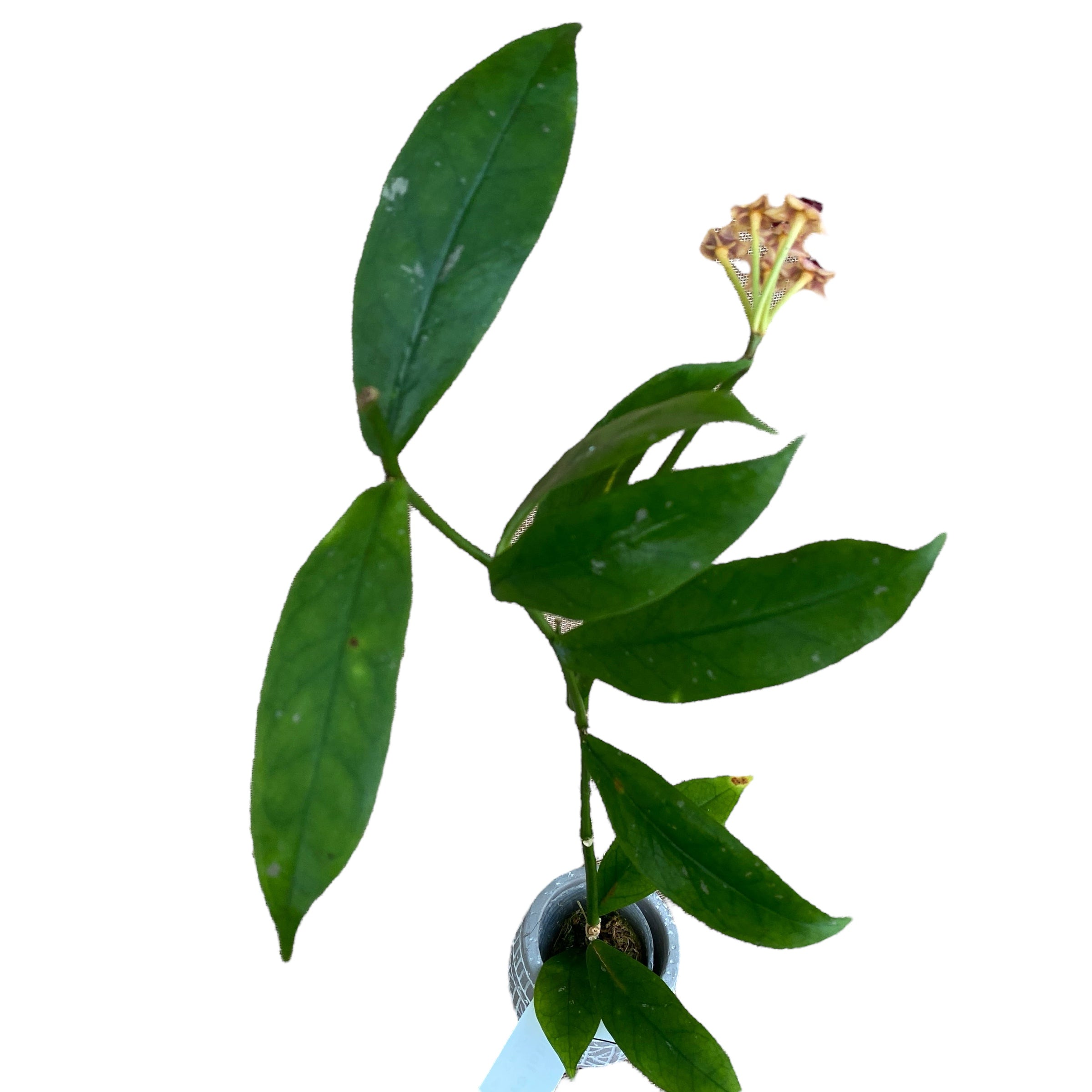 Hoya lobbii 'Orange' - flori parfumate