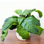 Calathea ‘Network’ – Planta de interior cu frunze verzi decorative si model geometric unic