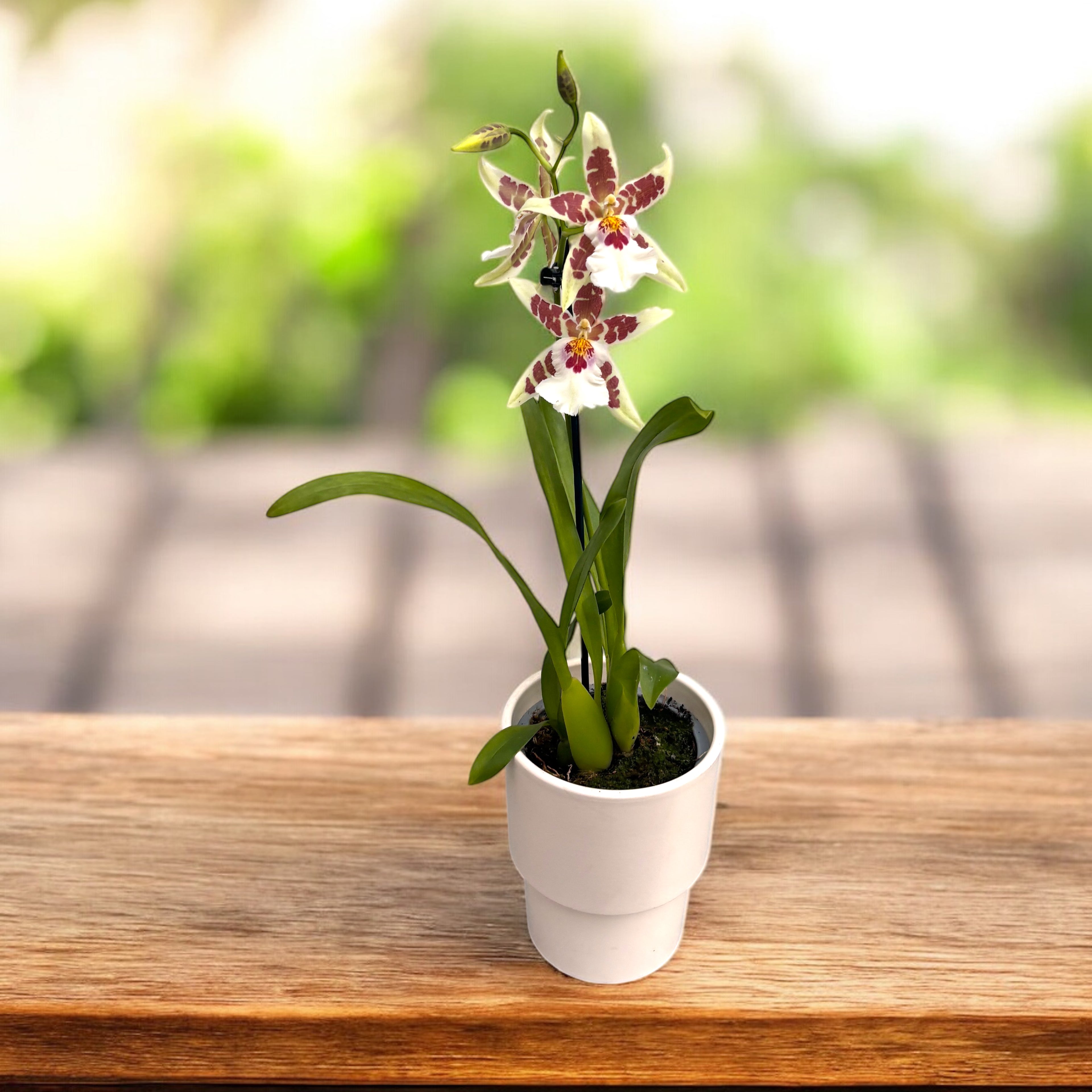 Aliceara Renaissance 'White' - parfumata