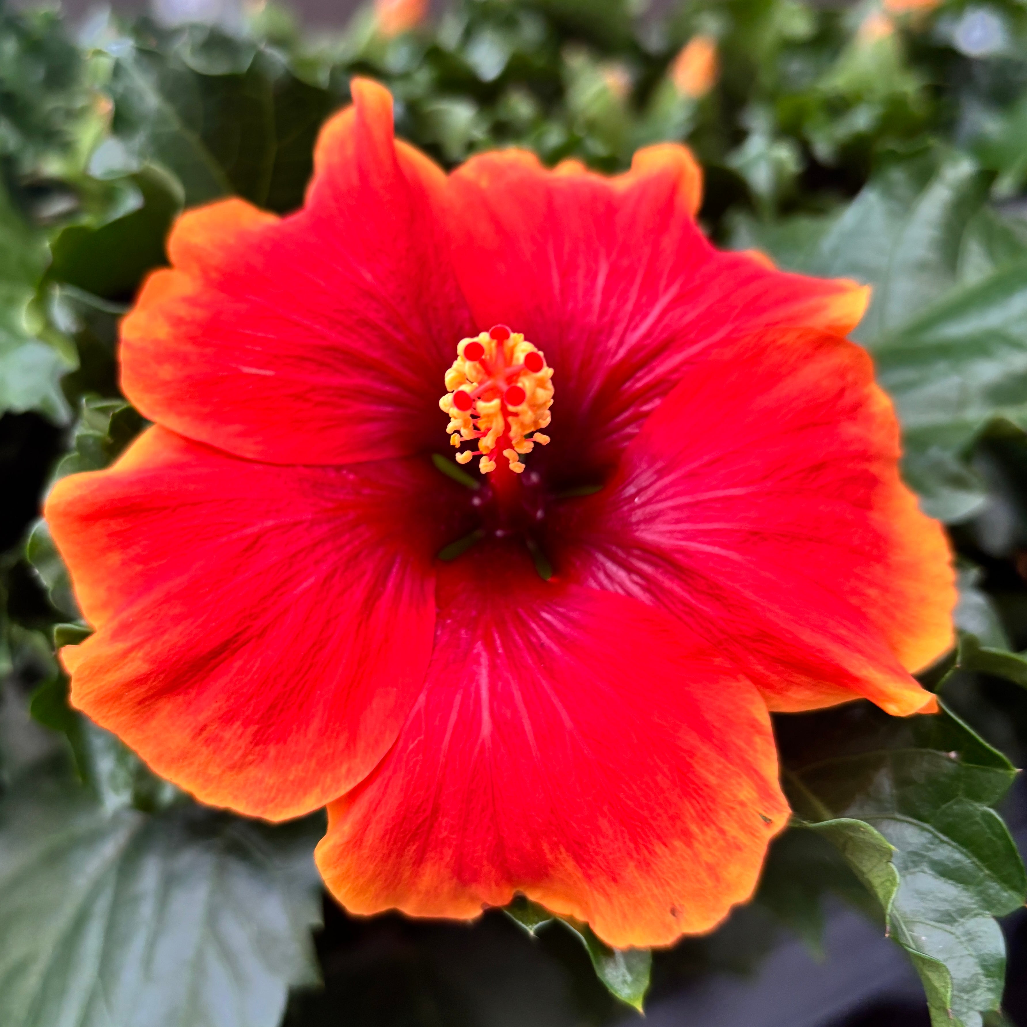 Hibiscus rosa-sinensis ‘Notus’ (2-3 plante/ghiveci)