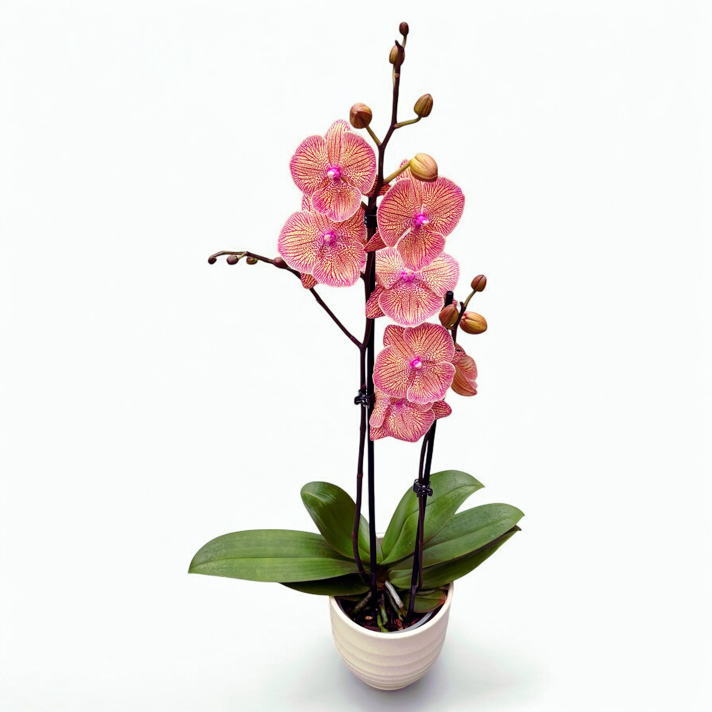 Phalaenopsis Sogo Very Maple (big lip)