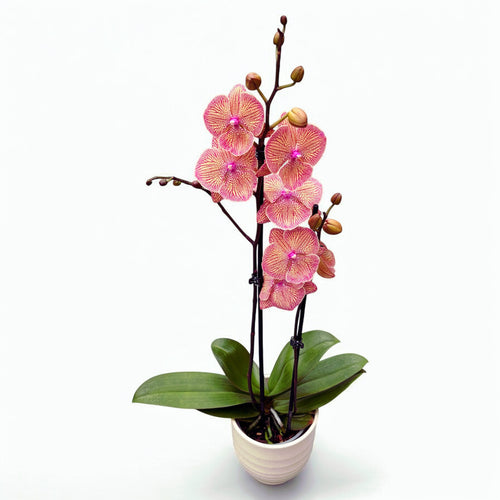 Phalaenopsis Sogo Very Maple (veľký pysk)