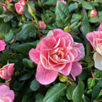 Dwergrozen Rosa Piia™ Parade - geurig (2-3 planten/pot)