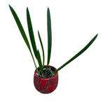 Bc. Yellow Bird 'Tigertail' AM/AOS - duftende Blumen