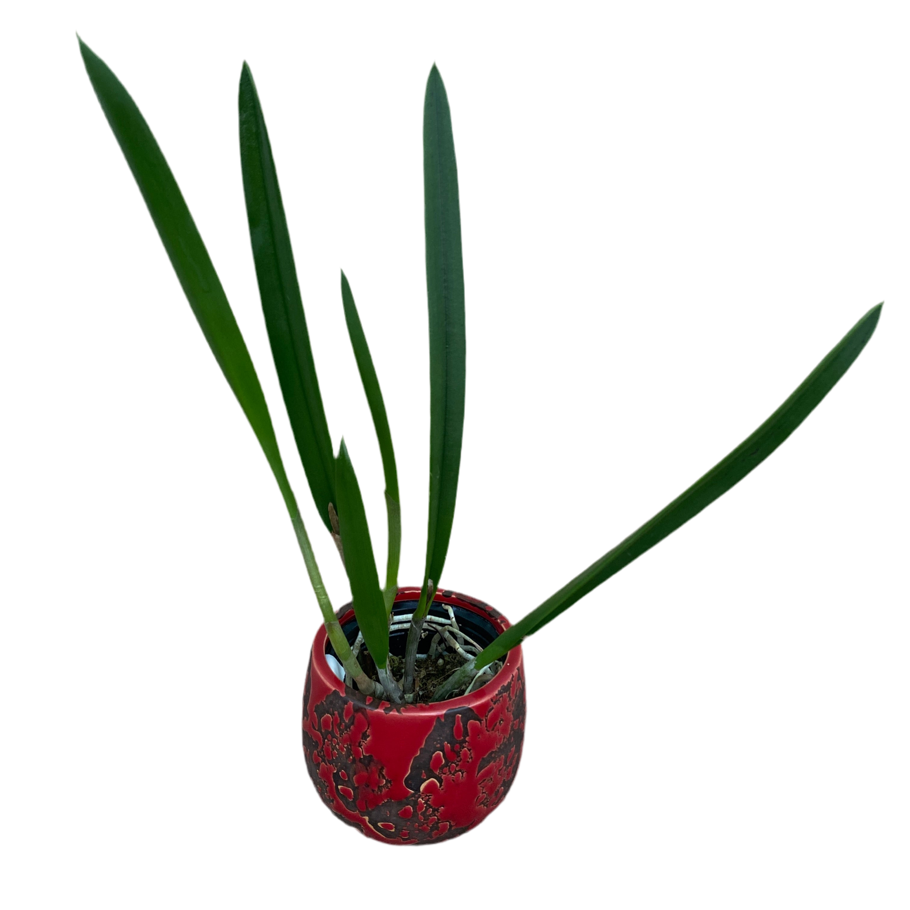 Bc. Yellow Bird 'Tigertail' AM/AOS - flori parfumate