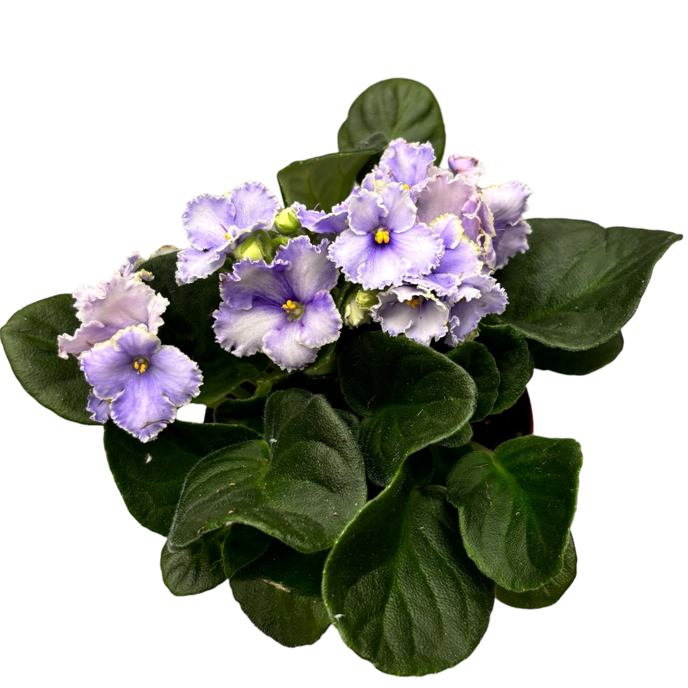 Saintpaulia Curly Purple - violete crete