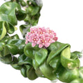 Hoya compacta 'Dark Pink'