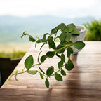 Hoya nummularioides 'Yellow' - flori parfumate, exemplare dezvoltate