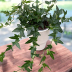 Iedera - Hedera helix 'Shamrock'