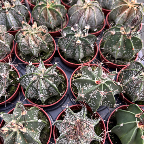 Astrophytum capricorne