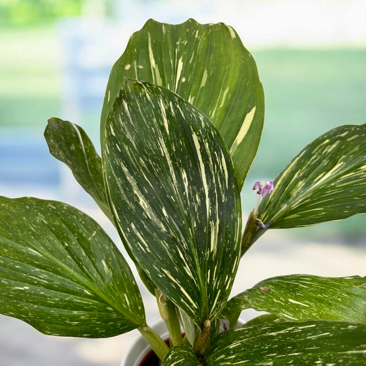 Kaempferia pulchra ‘Marble Variegata’ – frunzis marmorant si inflorire exotica