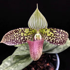 Paphiopedilum Sukhakulii