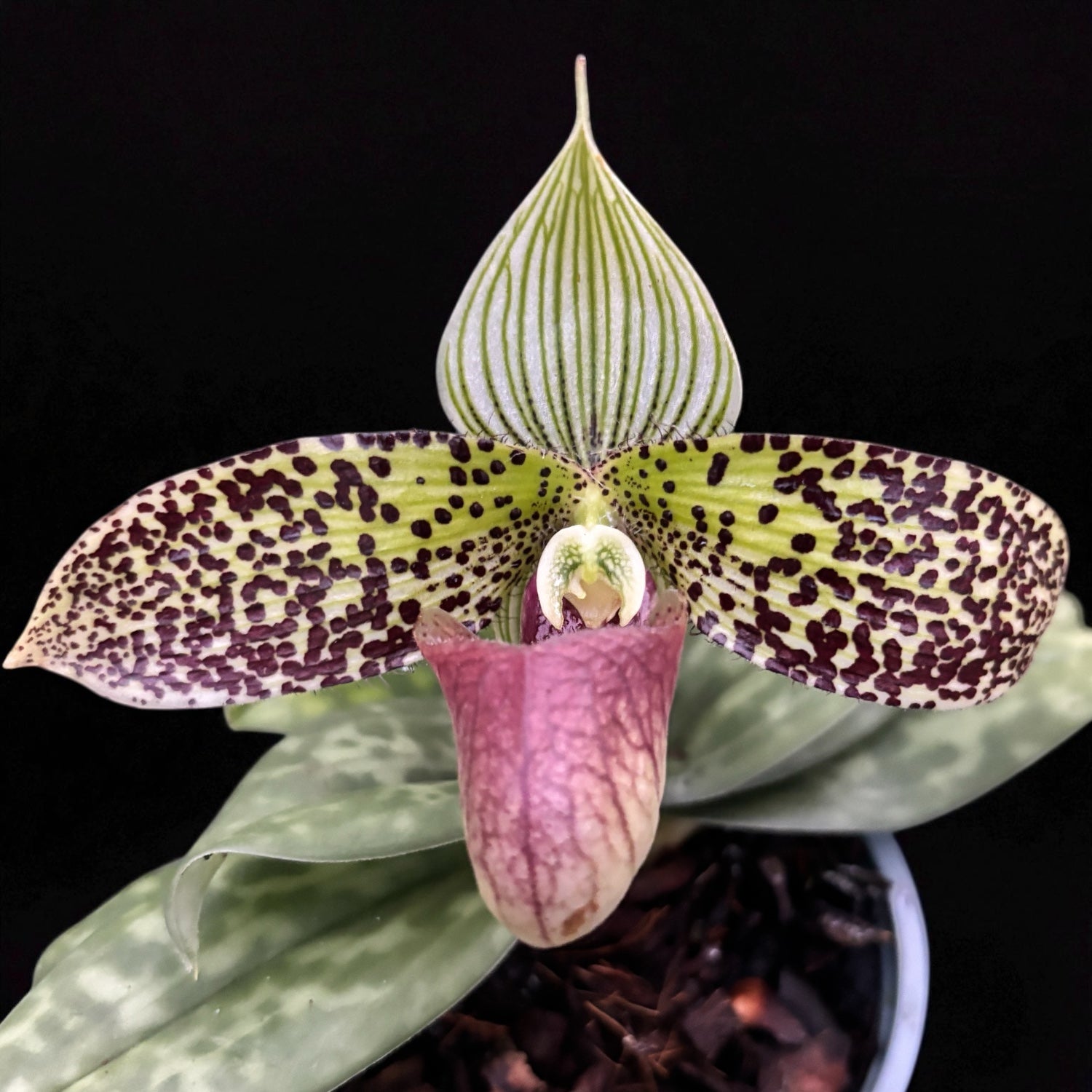 Paphiopedilum Sukhakulii