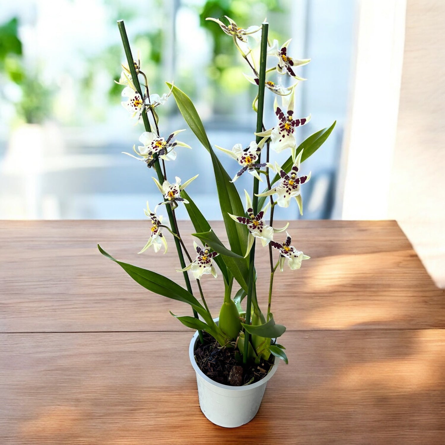 Oncidium (Cyrtocidium) Holm’s Wizard var. #11 - molto profumato!