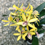 Encyclia Kyoguchi 'p'