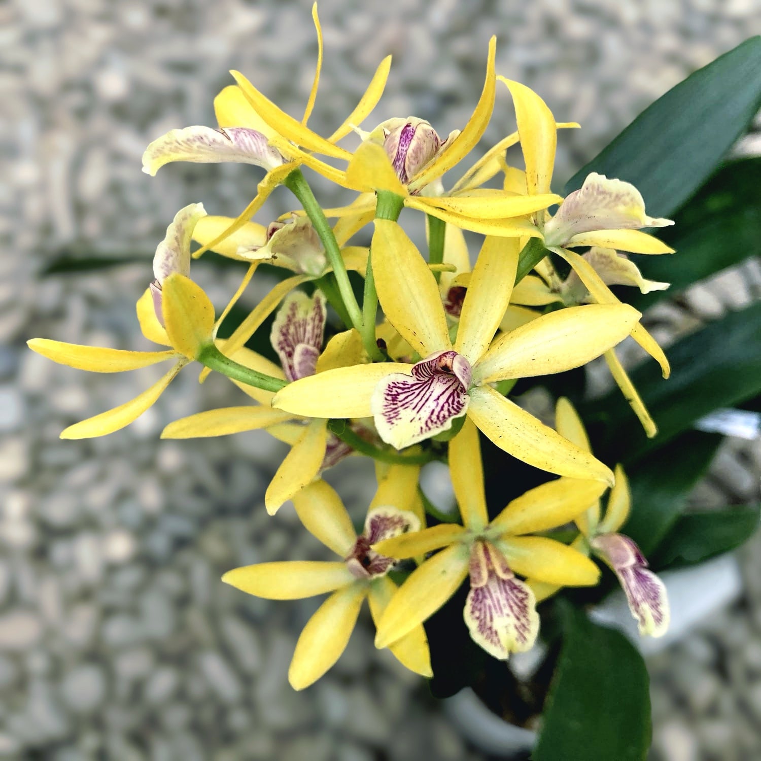 Encyclia Kyoguchi 'p'