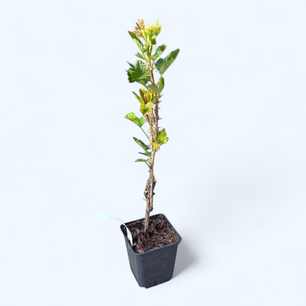 Agris rosu - Ribes uva-crispa 'Red Kamieniar' (Red Gooseberry)