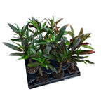 Croton Codiaeum 'Excurrens'* babyplant