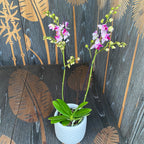 Phalaenopsis Younghome Lucky Star (0018 - pelorica) (Paesi Bassi)