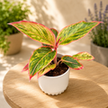 Aglaonema 'Salmon Fantasy'