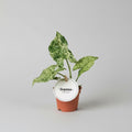 Syngonium podophyllum Mramorovaný 'Mojito' 2pp mladá rostlinka
