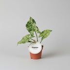 Syngonium podophyllum Mramorovaný 'Mojito' 2pp mladá rostlinka