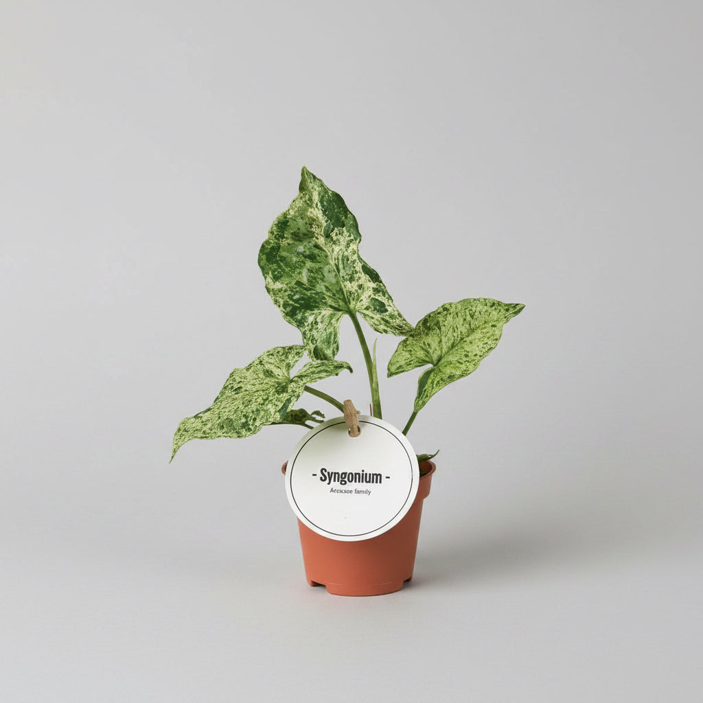 Syngonium podophyllum Mramorovaný 'Mojito' 2pp mladá rostlinka