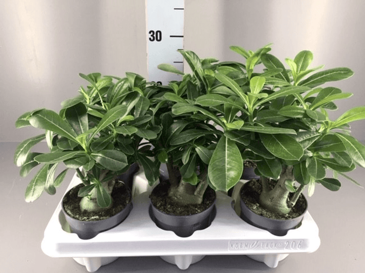 Adenium obesum mix