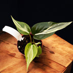 Philodendron hederaceum 'Rio'