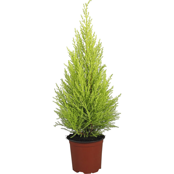 Cupressus macrocarpa Goldcrest Wilma (lemon scent)