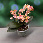 Phalaenopsis Aromio Carola - voňavé pelorické květy