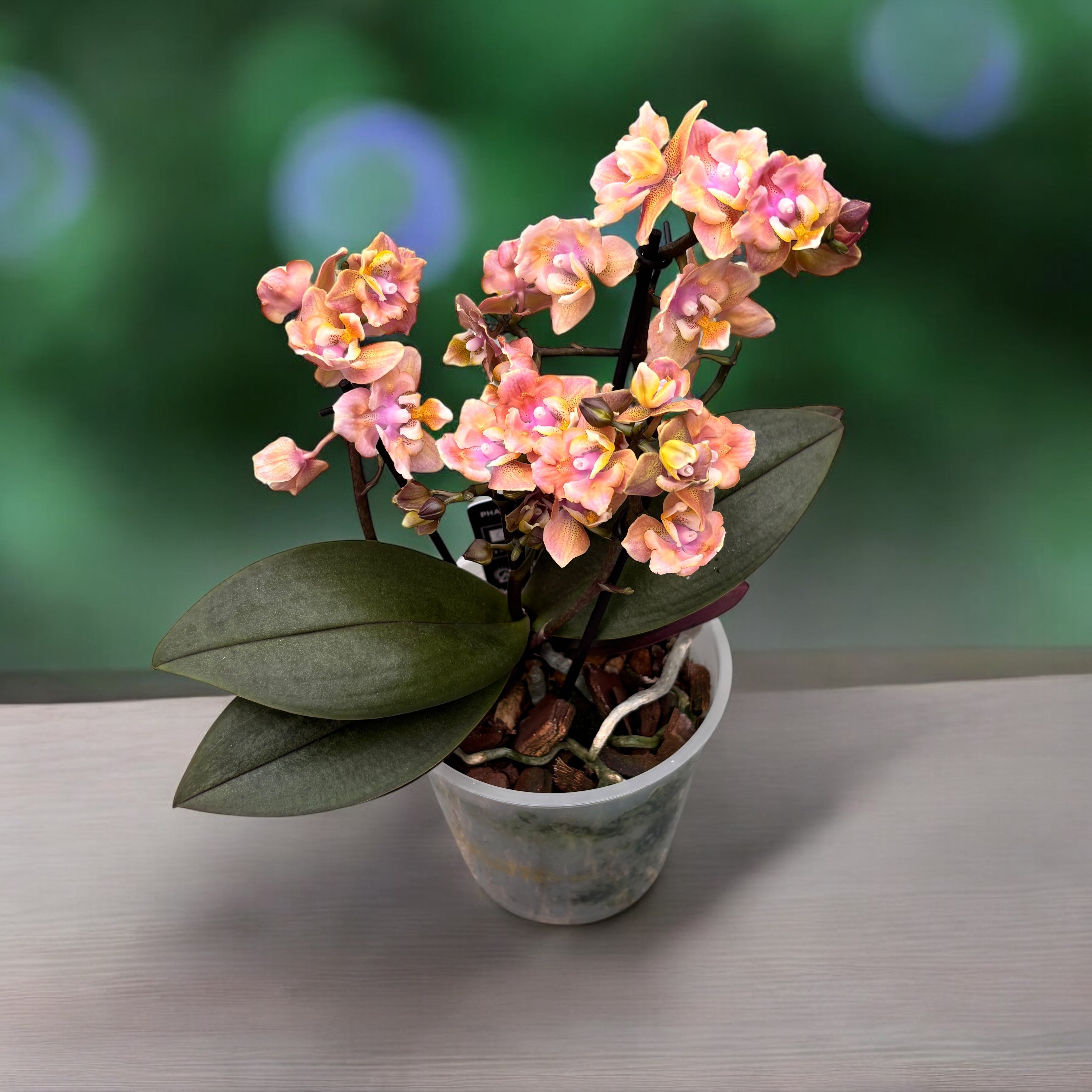 Phalaenopsis Aromio Carola - fleurs pelorées parfumées