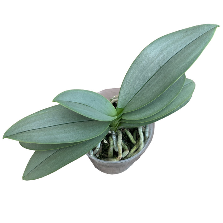 Phalaenopsis Memoria Val Rettig (peloric) - silver leaves