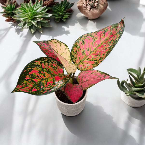 Aglaonema 'Strawberry Baby'