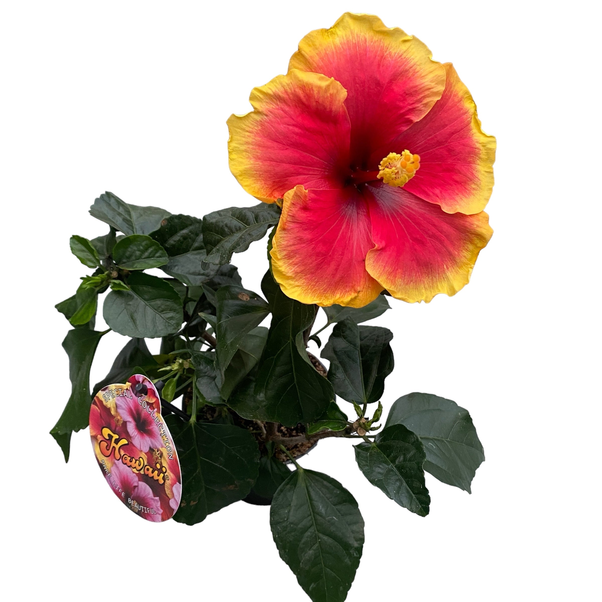 Hibiskus Hawaii ‘Long Life’ Tivoli - cvetovi XL 2 kos