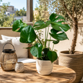 Monstera deliciosa (rostlina švýcarský sýr) D17