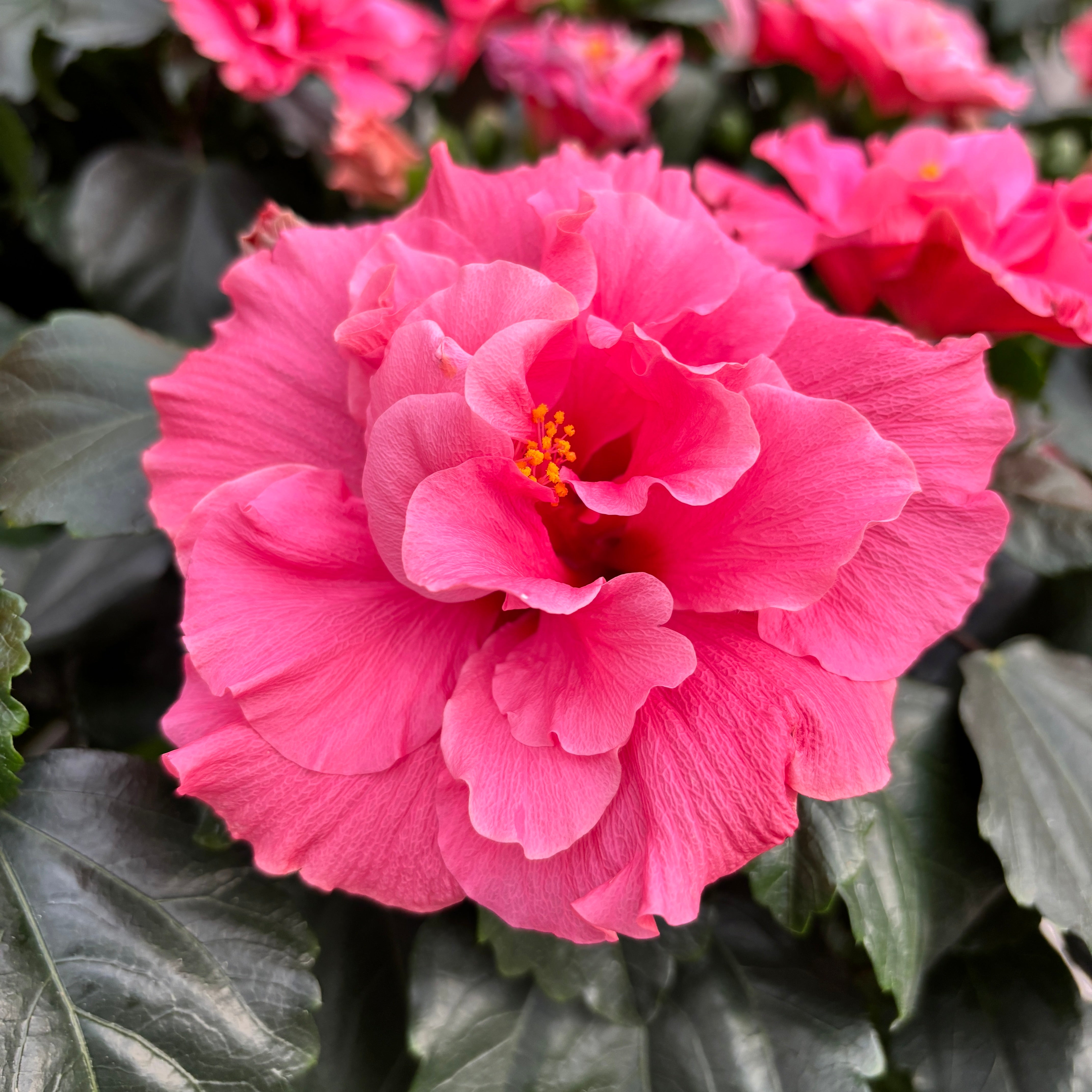 Tran Ha様 Hibiscus: Plante de Interior si Gradina - Trandafir Japonez
