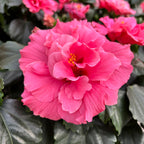 Hibiscus Adonicus 'Double Pink' - dvojité kvety XL (2-3 rastliny/kvetináč)