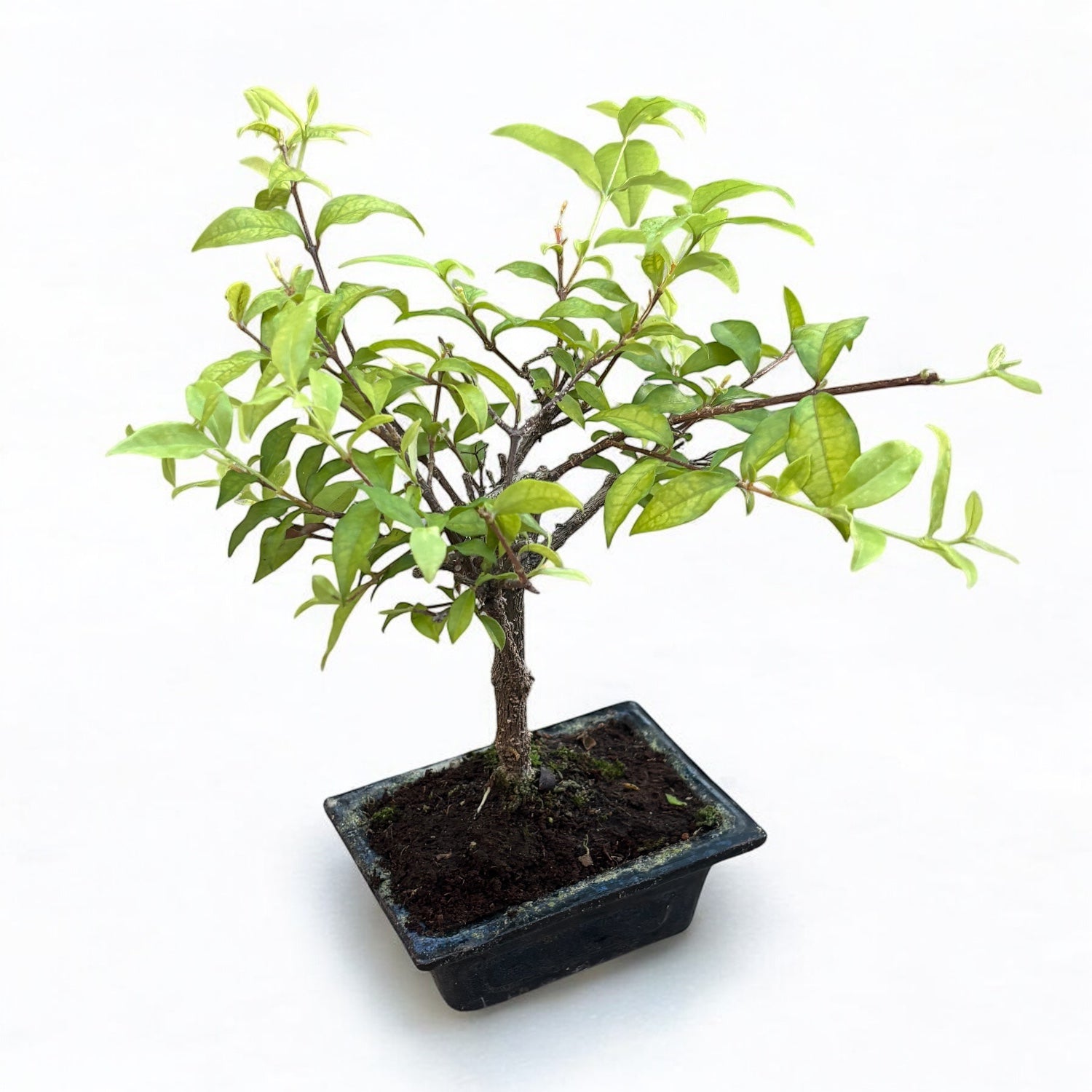 Bonsai Malpighia – bonsai tropical cu frunzis lucios si fructe decorative