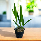 Bc. Star Ruby 'Xanadu' parfumée