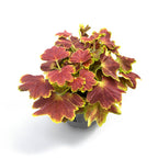 Pelargonium ‘Vancouver Centennial’ (muscate cu frunze colorate)