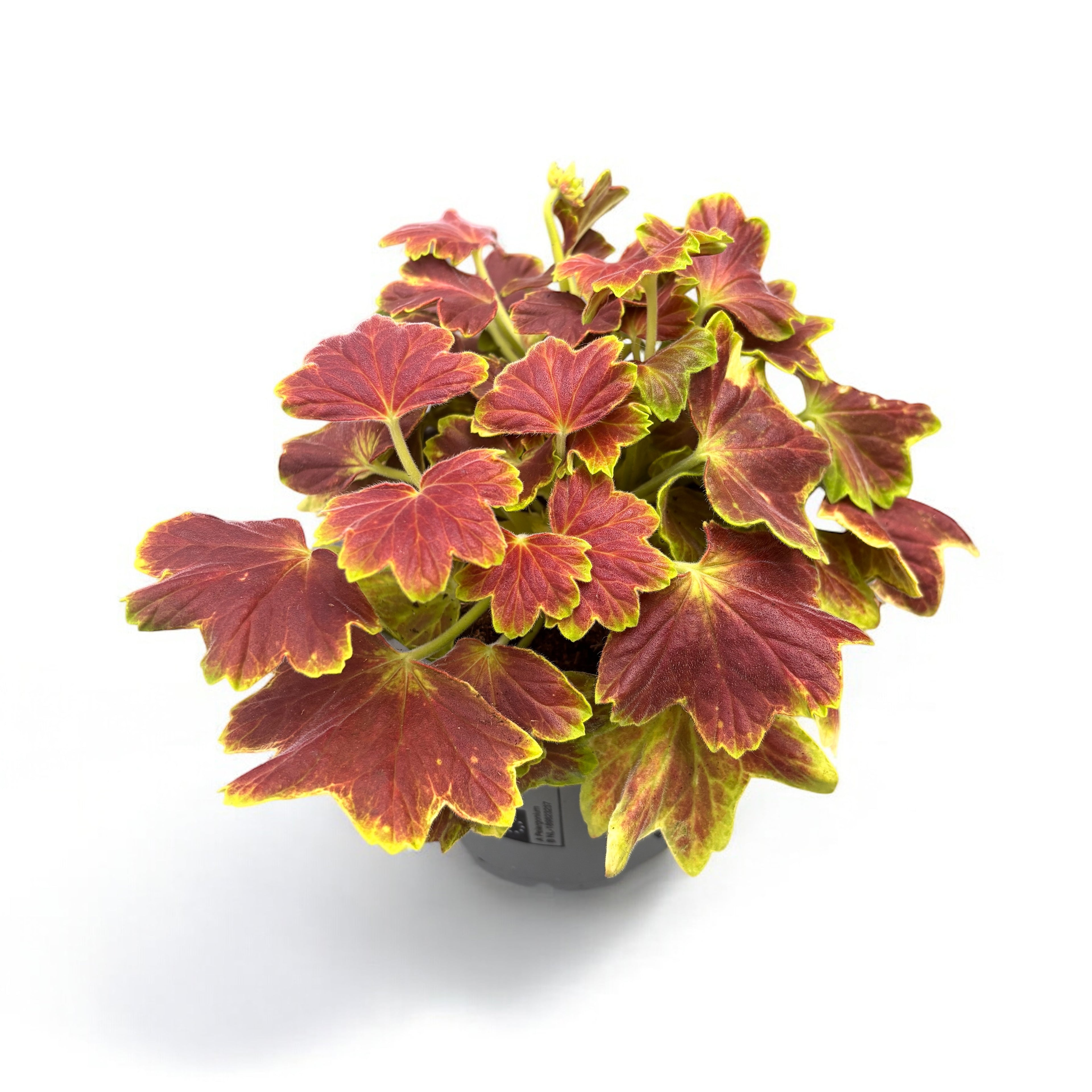 Pelargonium ‘Vancouver Centennial’ (muscate cu frunze colorate)