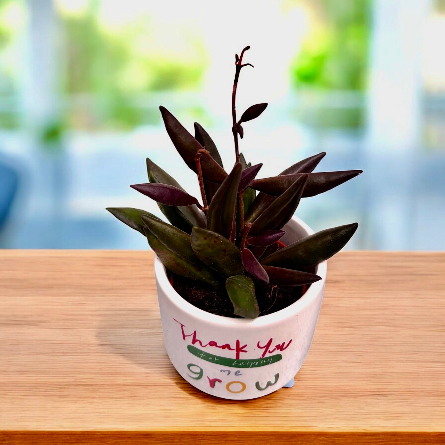 Hoya 'Rosita' (Red leaves) D6 - flori parfumate