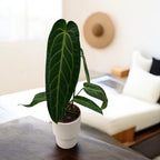 Anthurium warocqueanum (Queen Anthurium)