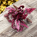 Begonia 'Maui Sunset'