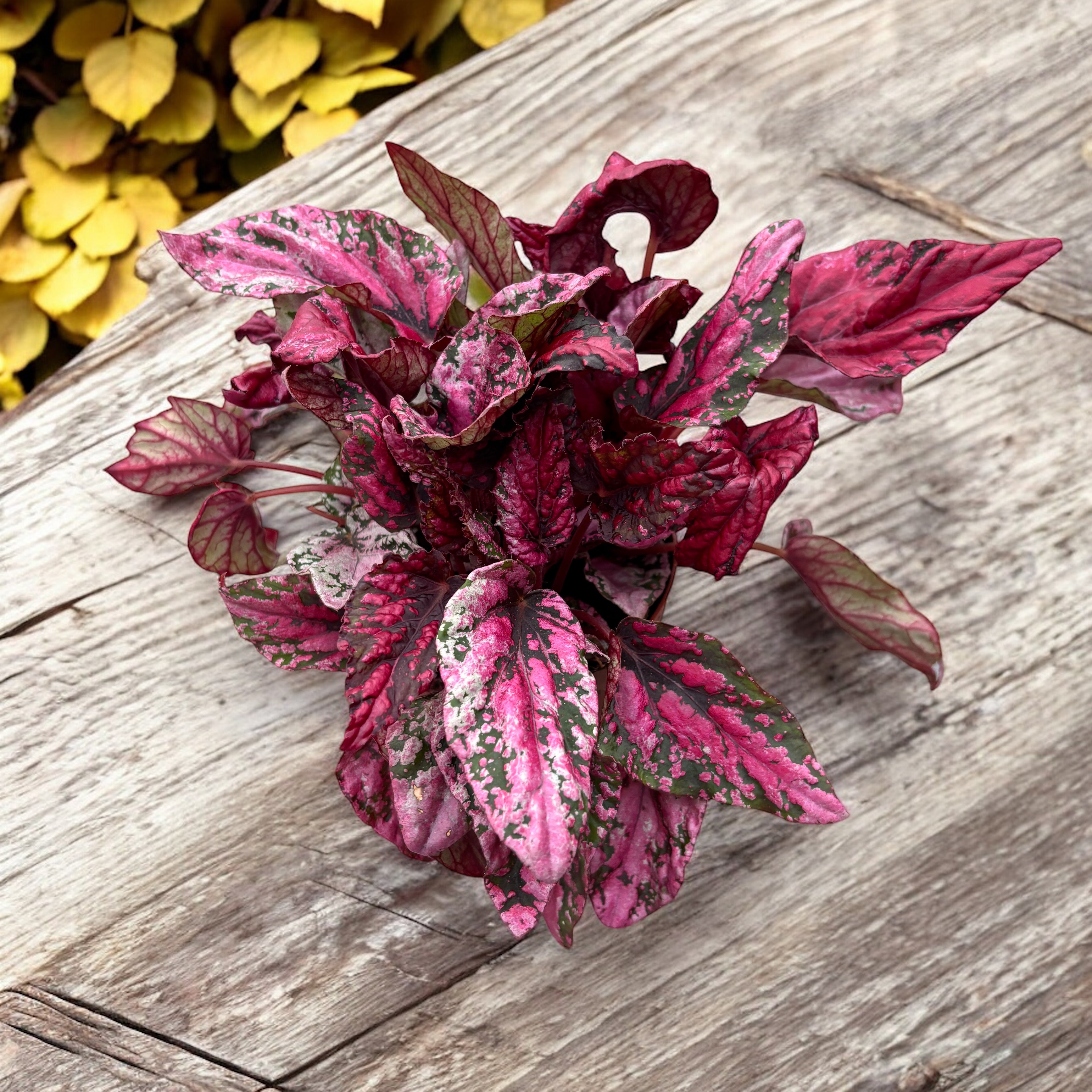 Begonia 'Maui Sunset'