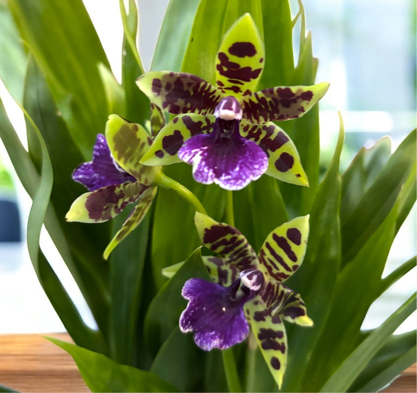 Zygopetalum hybrid - flori parfumate