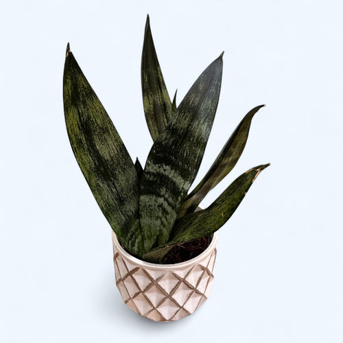 sansevieria frozen Sansevieria 'Frozen' – Secret Garden Plant Shop